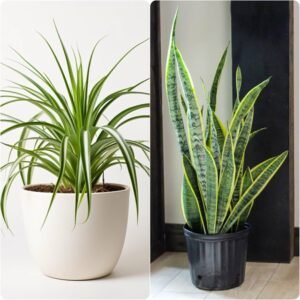 Indoor Plants